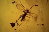 Fossil Cicada Larva, Ant & Flies In Amber #120662-1